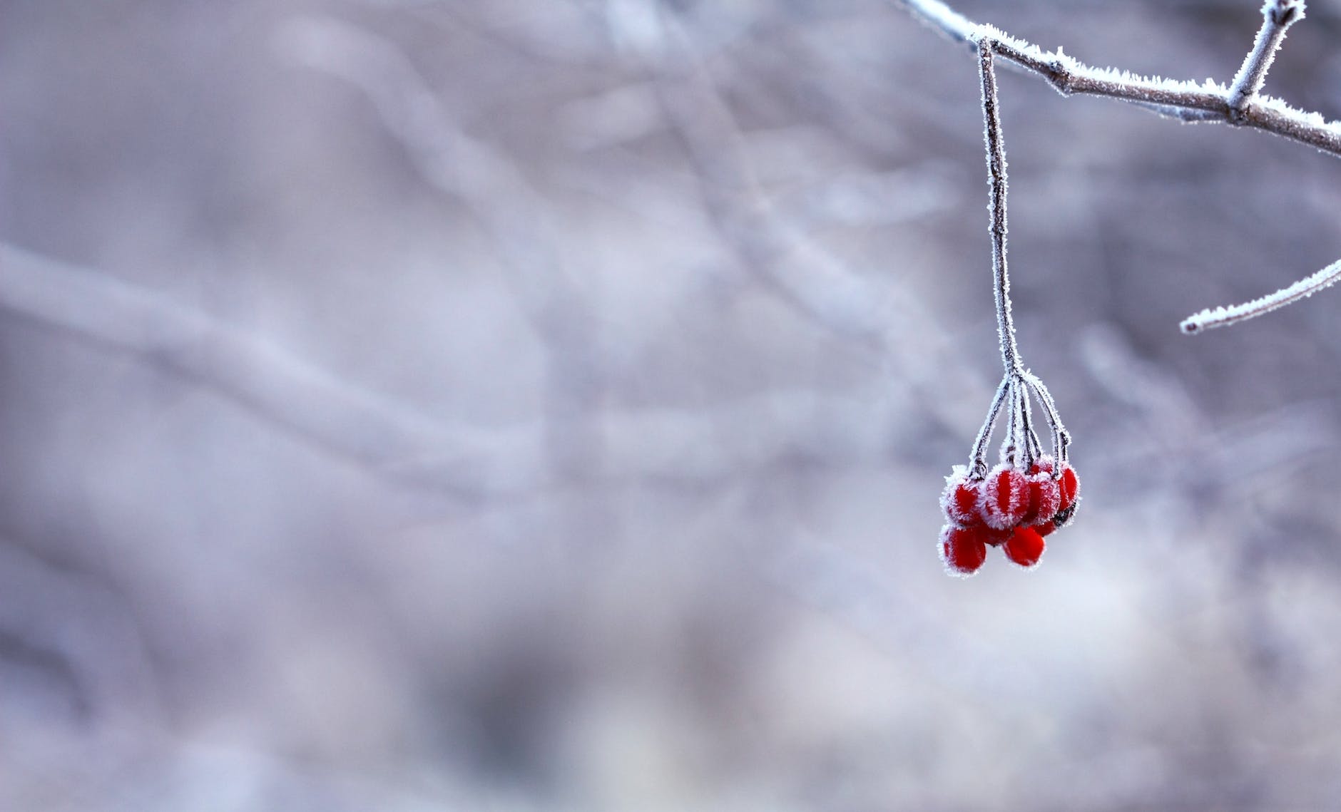Winter ade