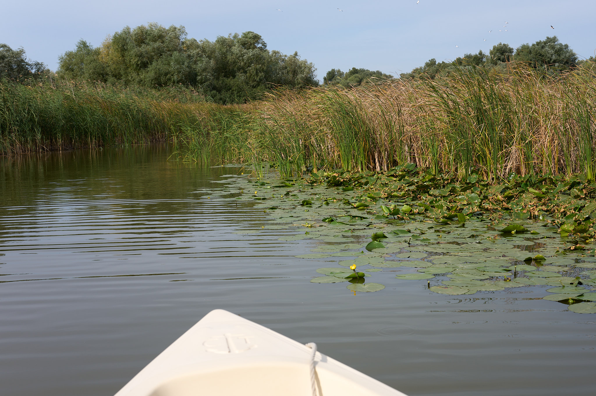 Seerose blühend
