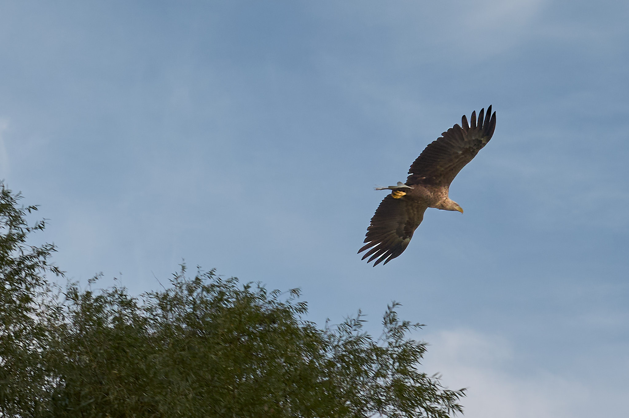 eagle 3