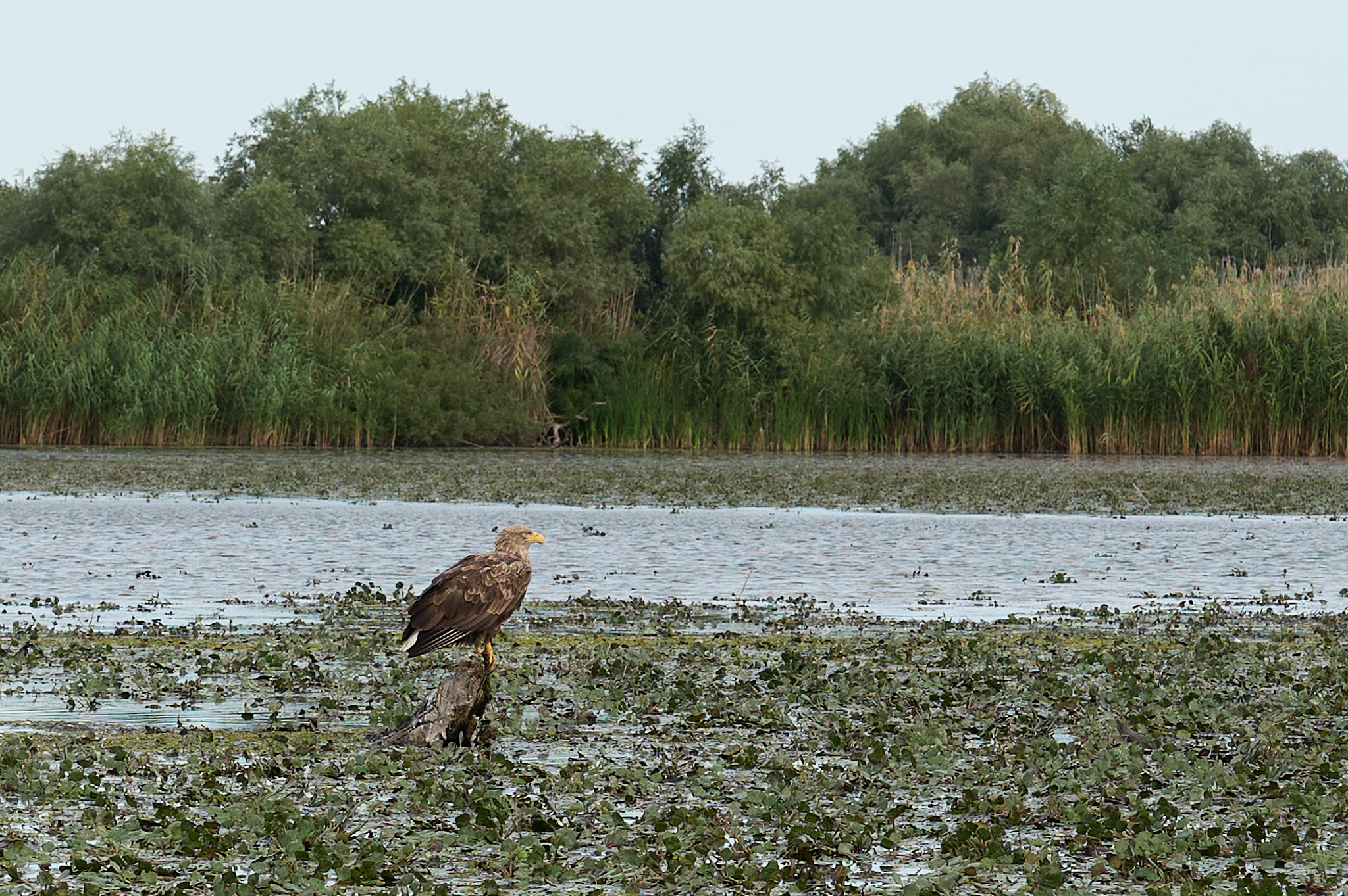 „Look, look – eagle…!“