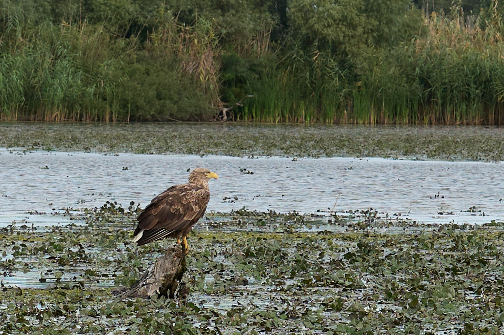 eagle