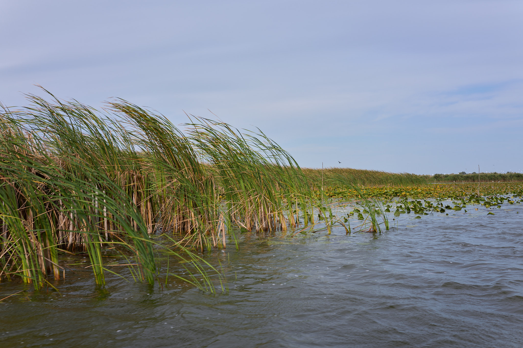 Schilf im Wind