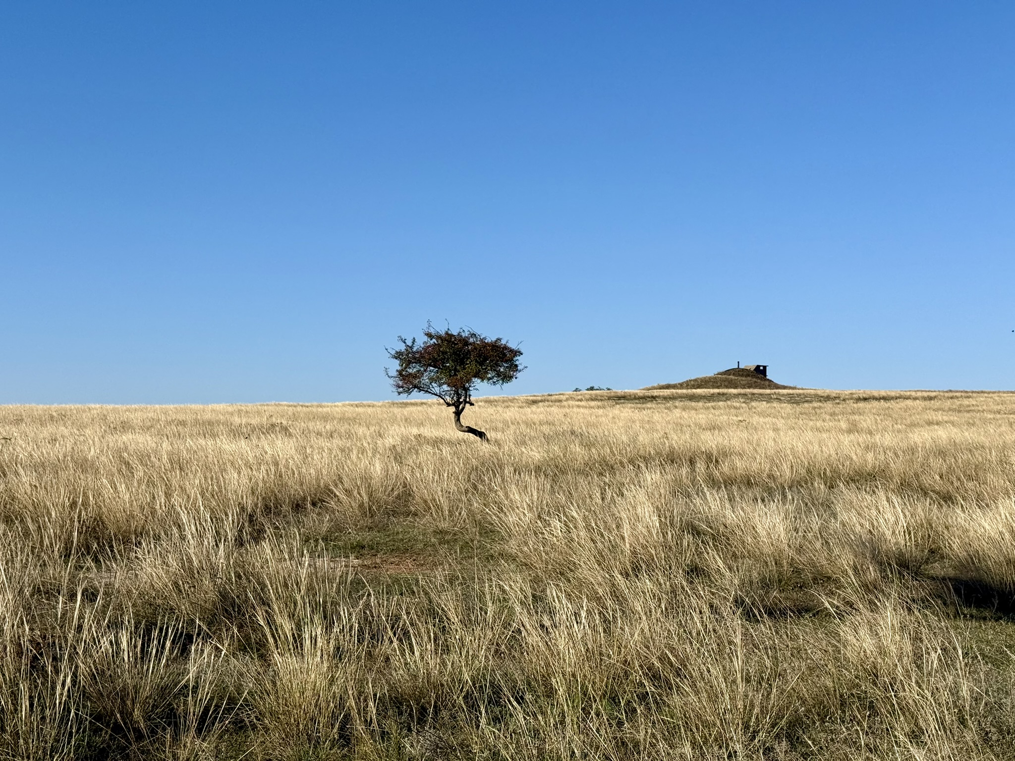 Steppe